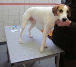 Bonkie, jack russel reu van 5jr is aangereden en gebruikt rechter voorpoot niet goed. Hij krijgt fysioth en acupunctuur.
